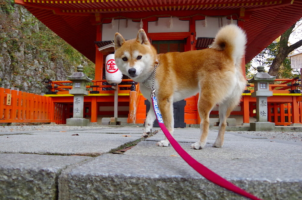 逆转之夜，冷月下的沸腾之血