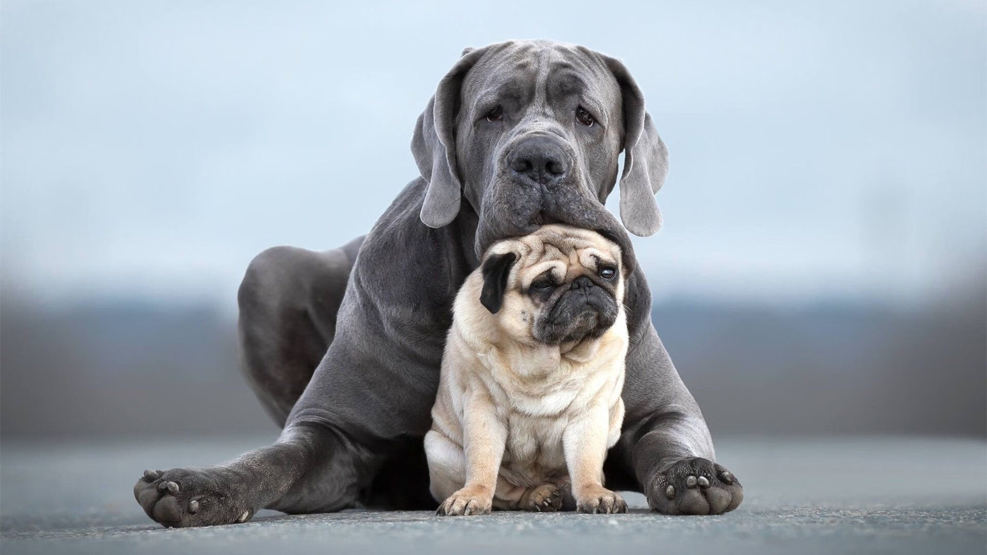 体育双星,波兰队轻取英格兰队创冷门,梁靖崑刷新纪录展锋芒