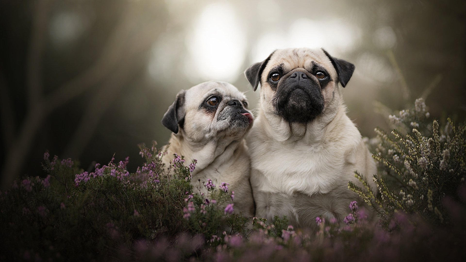 樊振东如孤峰矗立，日本队险过悬崖