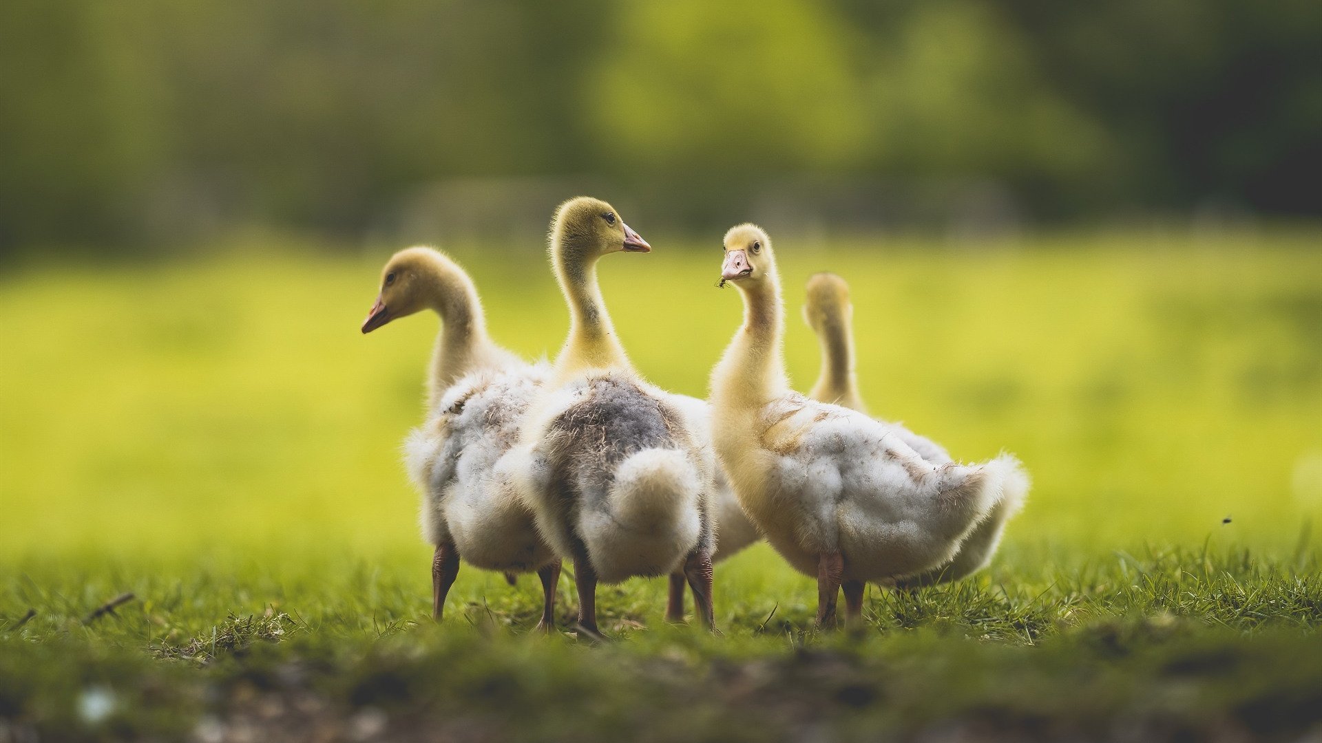 逆转与领袖，篮球赛场上的唯一性奇迹—从浙江队逆袭山西队到塔图姆带队取胜