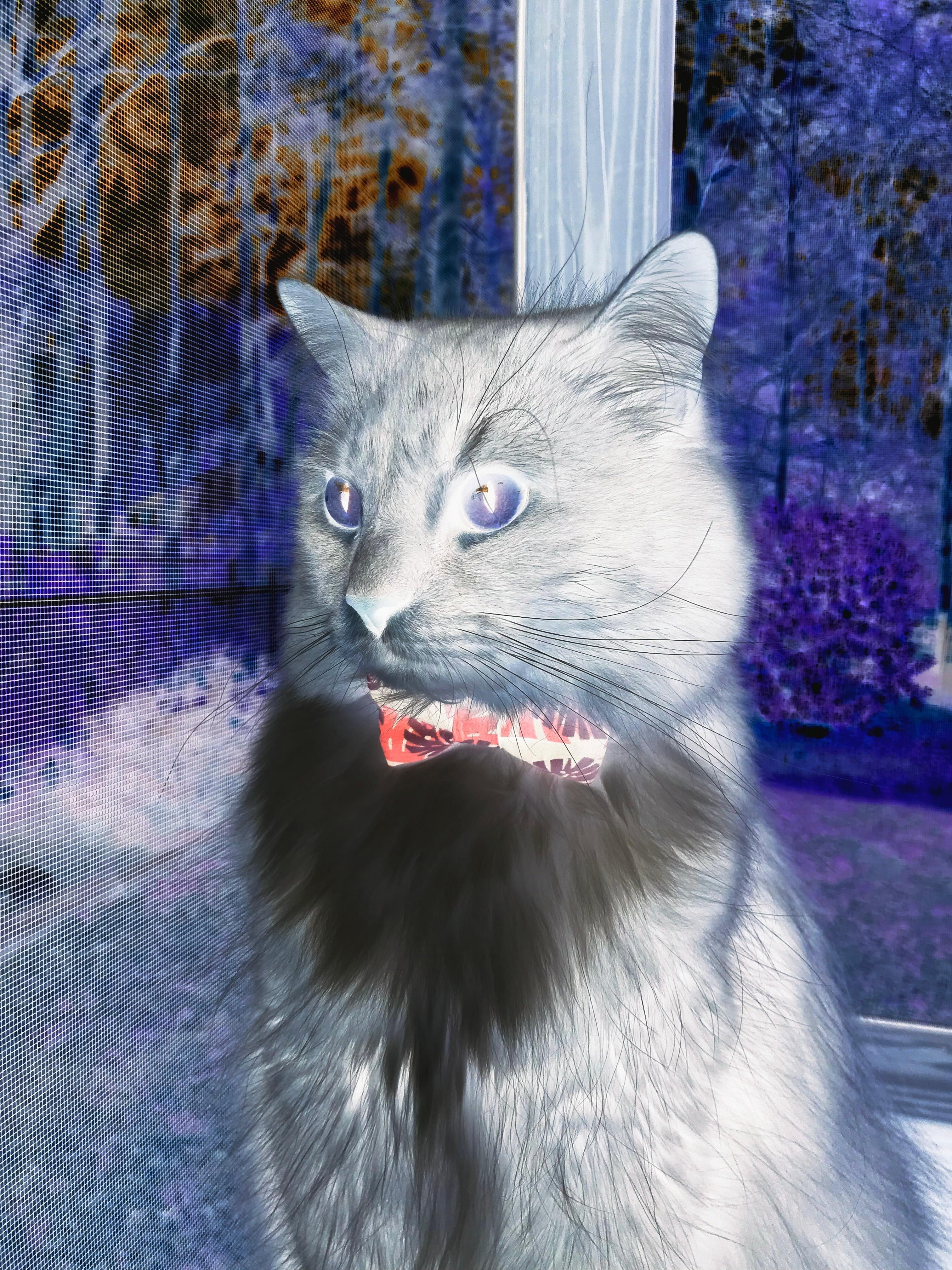 破茧成蝶，广东队跨越大洋的抢七奇迹