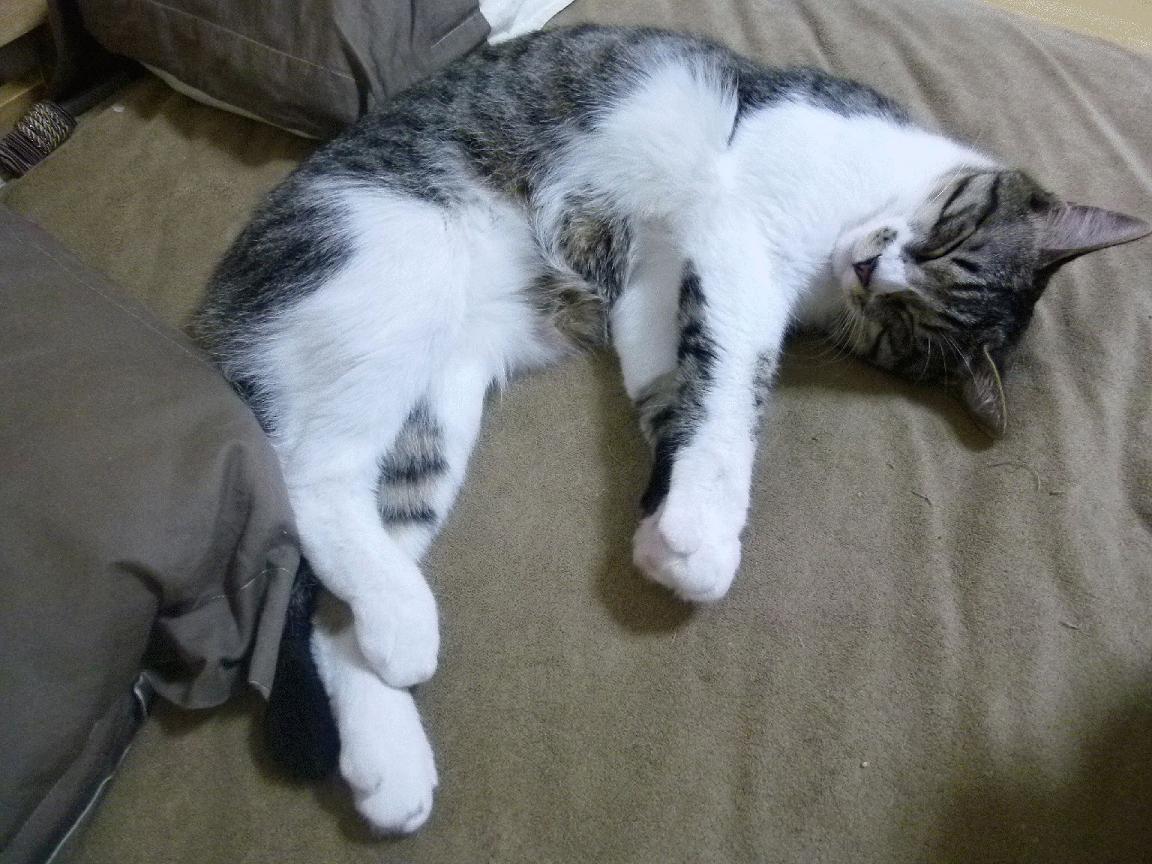 猛龙西亚卡姆43分惊魂夜，快船残阵闯关暴露争冠隐忧