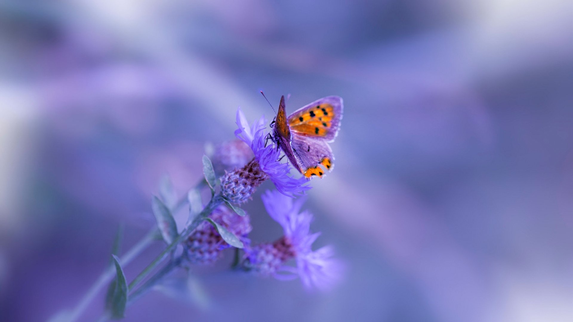 数据核爆之夜,切特霍姆格伦如何用全面爆炸表现改写世界排名争夺战