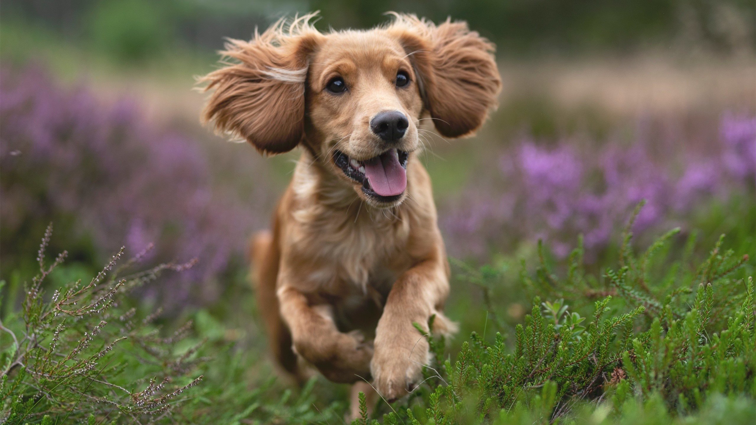 独舞，当哈弗茨在尤文与葡萄牙的缝隙中踢出个人主义美学