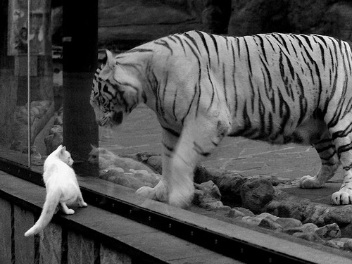 战术棋盘上的致命一击，开拓者精密布局压制雷霆，杰伦·格林临危受命化身胜负手