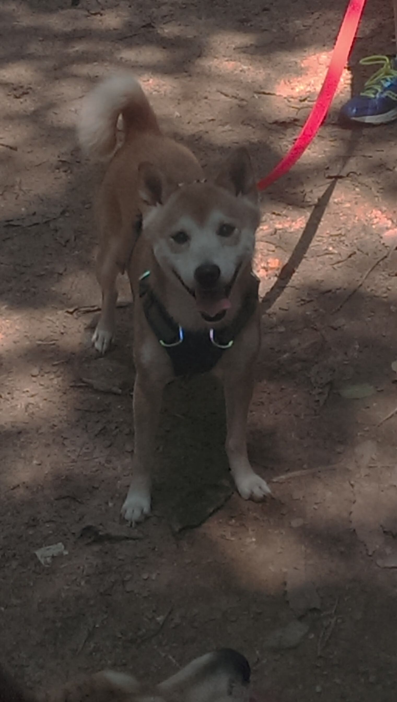 倒置天平，当巴黎的艺术以丝绸包裹钢铁，苏亚雷斯成为唯一的解剖刀