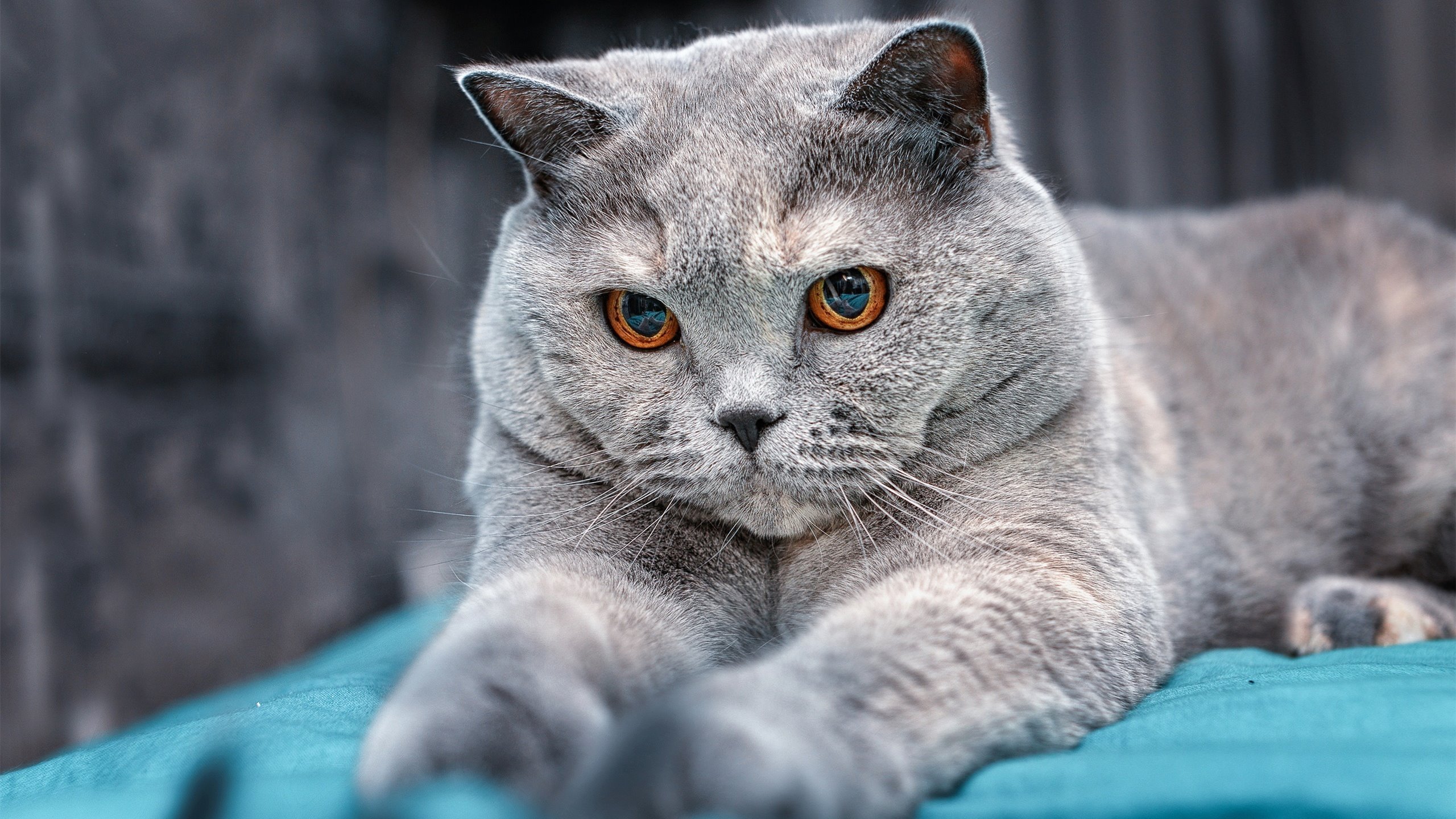 错位之战，武切维奇客场领航，步行者爆冷击沉独行侠背后的唯一性证明