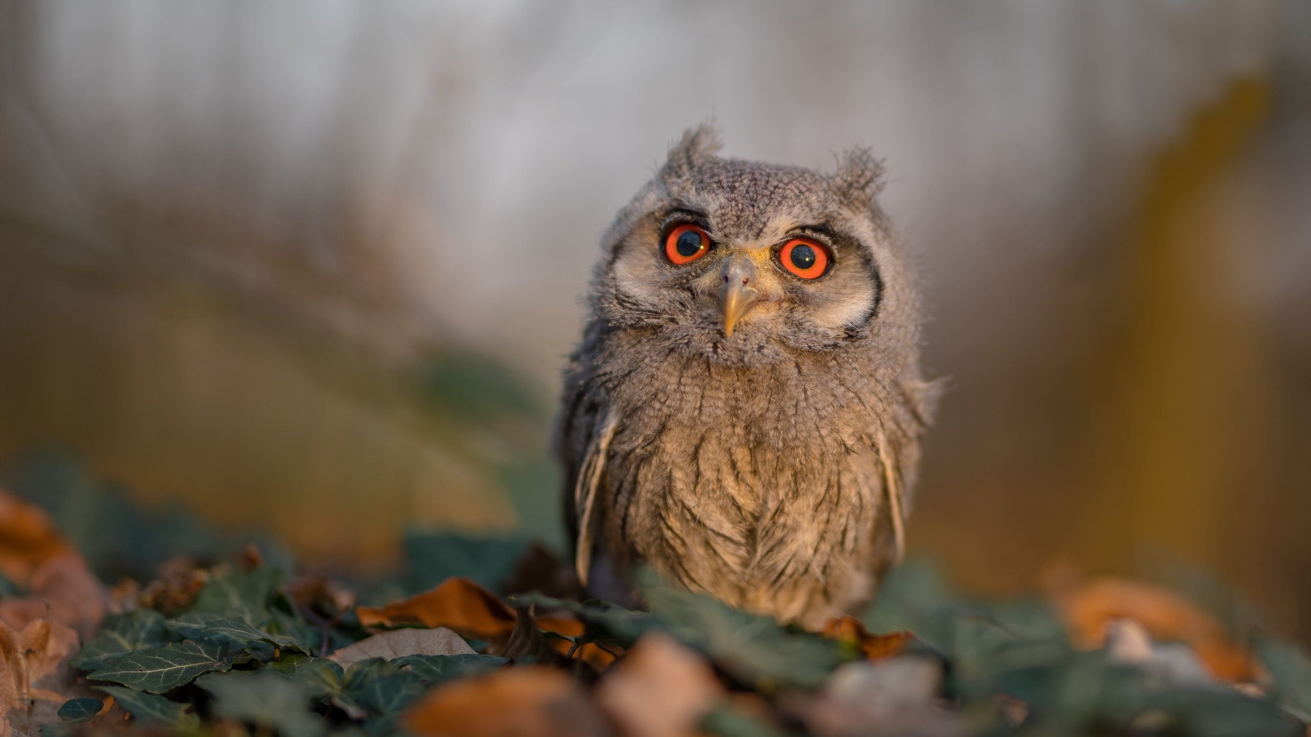 绝境中独舞，狂飙下一击，恩佐与阿尔及利亚的颠覆性风暴