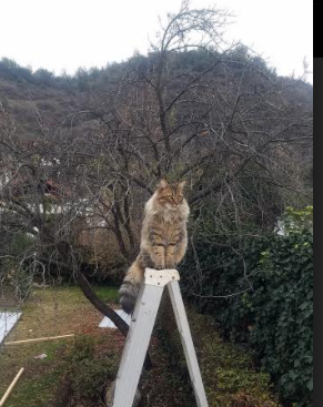 绝境破局，法国之影点燃巴西，格列兹曼成关键先生