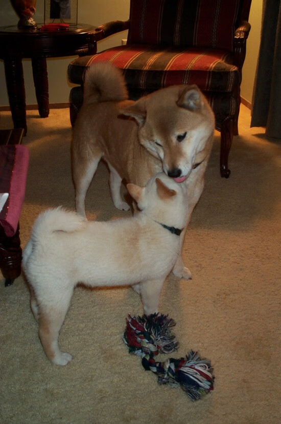 铁幕与樱花,三笘薰的救赎撕裂黄色潜水艇的封锁线