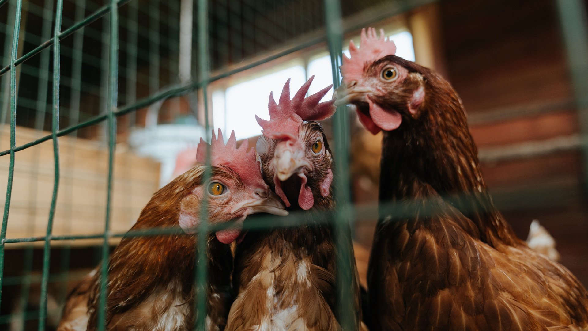 异时空对决，平行宇宙的东决焦点战，鹈鹕如何用未来篮球压制尼克斯？