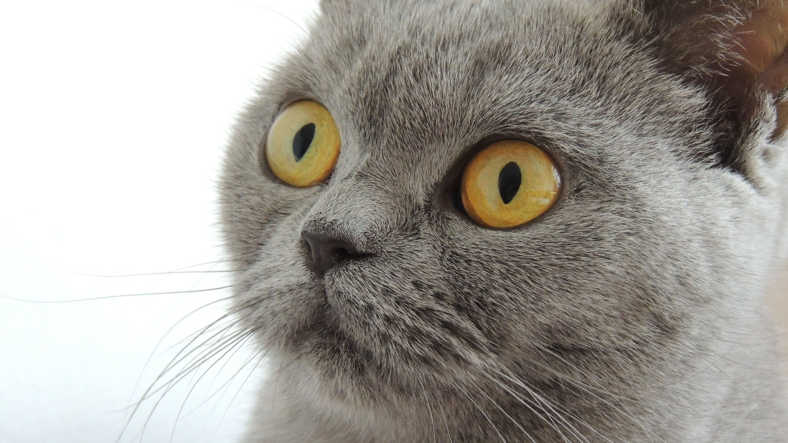 瞬时与接管，当芬兰子弹射穿安菲尔德，当穆勒在街道画下闪电